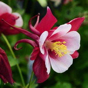 매발톱 아킬레기아 얼리버드 컬러선택(꽃씨앗/10립) Aquilegia Earlybird, 레드&화이트, 1개