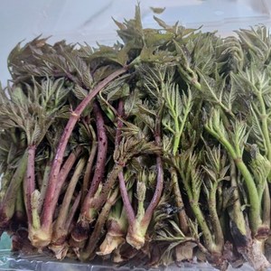 봄내음두릅 자연산 참두릅 산지두릅 봄나물, 1개, 1kg