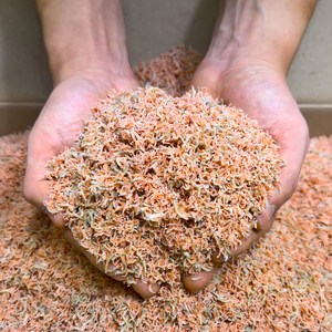 [삼대원] 국내산 밥새우지리멸치 세멸치 반찬용멸치 후리가케, 1개, 1.5kg