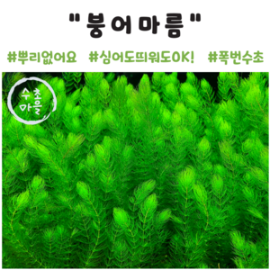 <수초마을> 물고기와 새우의 완벽한 은신처 [붕어마름 10줄기] 부상수초 초보수초 후경수초 구피 수질정화, 1개” loading=”lazy” style=”width: object-fit; max-width: 100%; max-height: 300px; display: block; margin: 0 auto;”></div><div style=
