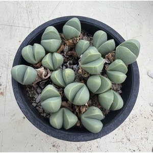 [러브피오니다육] 기바이움 코노피튬 다육 선인장 인테리어식물 홈가드닝 플랜테리아, 1개