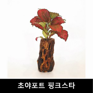 초야유목+핑크스타 수초몰 초보자수초 자연수초 활착수초, 1개