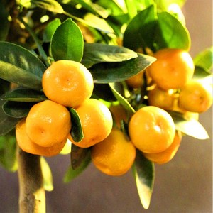 귤나무 레몬나무 금귤나무 3년생 / 유라실생 낑깡 레몬 / 제주레몬 금귤묘목 유실수 과실수, 1개, 유라실생 3년생