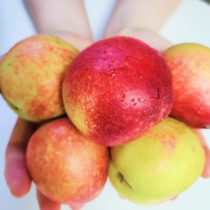 [가락시장직송] 배송걱정없는 초고당도 정품 신비복숭아, 1박스, 신선(천도) 로얄과(8~11과) 1kg
