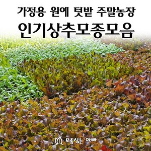 [모종심는아빠] 상추 모종 모음, 꽃상추, 모종12개, 1개