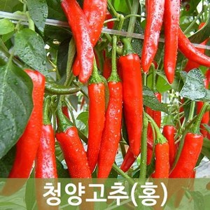 국내산 청양 홍고추 10kg 5kg 1kg 매운고추 매운홍고추 (건고추용), 청양홍고추 10kg(건고추용), 1박스