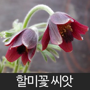 할미꽃 씨앗 꽃씨 꽃 종자 야생화 꽃씨앗 씨 50알, 1개