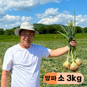 만근농장 국내산 햇양파, 1개, 3kg(소)