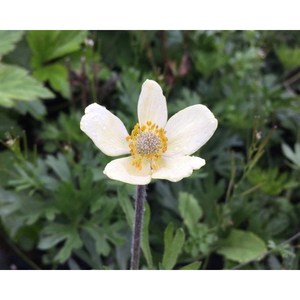 [평창]바람꽃 아네모네(흰색), 5개