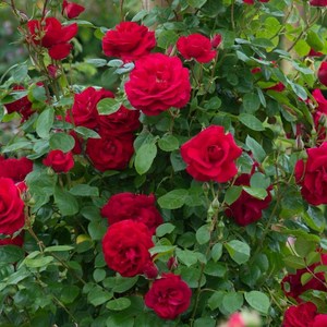 [새나무농원] 줄장미 덩굴장미묘목 빨간색 장미 개화주 정원수, 5개, 빨강색장미