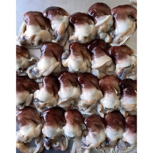 손질 새조개 여수 국내산 500g, 수요일