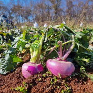 강화도 국산 햇 순무 생 순무 무청없음, 1박스, 강화순무10kg(무청없음)