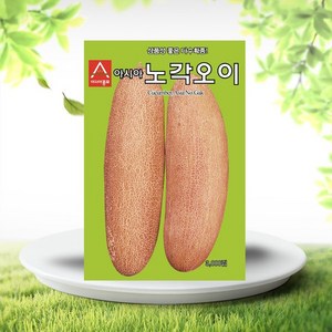 흙닷컴 노각오이씨앗 50립 노각오이 오이씨앗 다수확종, 1개