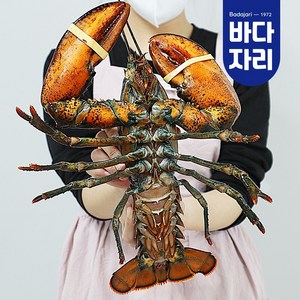 바다자리 live 살아서 도착하는 활랍스타 1마리 (0.5kg~1kg), 소(500g), 1개