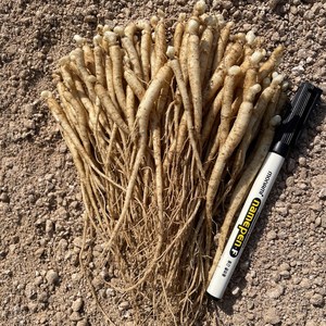 작은사이즈 2년근 100뿌리 인삼모종 산양삼 장뇌삼 묘삼 종삼, 100개, 작은 2년근 산양삼용 미발아처리