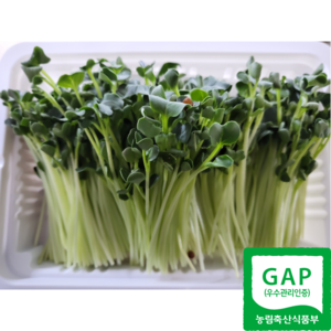 gap 수경재배 무순 150g, 15개