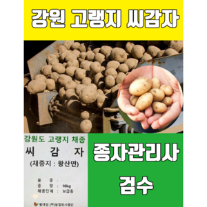 2024년 강원도 고랭지 씨감자 두백 20kg, 씨감자 두백20kg(분감자), 1개