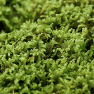 [우야플랜트샵] 천연 자연이끼 생이끼 재배이끼 이끼키우기 화분멀칭, 5팩