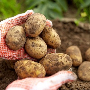 포슬포슬 맛있는 감자, 감자 5kg 중, 1개