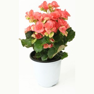 베고니아 1년내내피는꽃 공기정화 색화려 인테리어 랜덤배송 창가 식물 봄 사계절 장미 야생화, 1개