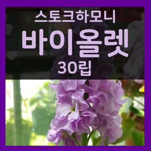 가을파종씨앗 비단향꽃무씨 7월 8월 9월파종 바이올렛 30립 스토크씨, 1개