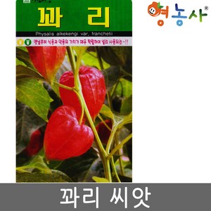 꽈리씨앗 50립 다년생식물 종자, 1개