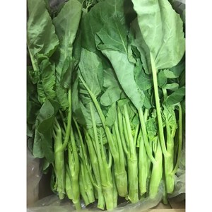 카나 동남아시아채소 국내재배 카나 500g 카나(KANA)(GAILAN)Chinese broccoli, 1개