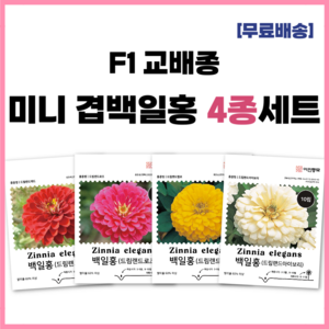 F1 교배종 미니 겹백일홍씨앗 4종세트 키작은 백일홍 종자 씨 드림랜드 로즈 옐로 아이보리 레드, 1개