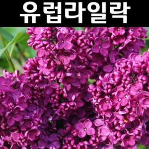 신품종 유럽라일락(사라샌드) 나무 묘목 접목2년 뿌리묘 1개/정원수 조경수, 라일락 메이든브러쉬 17cm화분, 1개