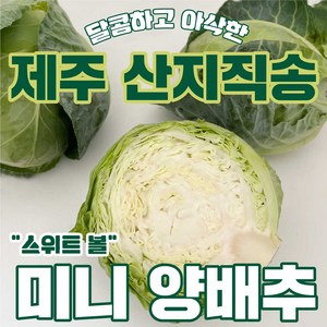 아삭하고 달콤한 제주도 햇 미니양배추 산지직송 당일수확 특품, 1박스, 5kg(미니)