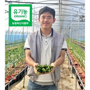(경북의성) 국내산 친환경 무농약 유기농 유산균가득 청양 풋고추(특A) 1kg /1인 2kg까지만 주문 가능, 1개
