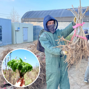 엄나무 가시없는 민엄나무 2년생 약용수 농사 재배 키우기, 가시없는엄나무2년생 1주, 1개