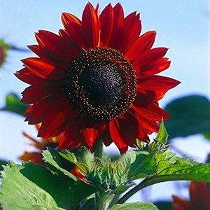 해바라기 씨앗 12종, 51개, 물랑루즈 씨앗 10립