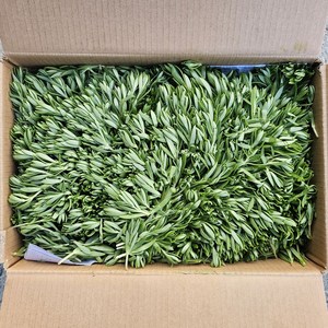클릭마켓 국내산 돗나물 4kg 돈나물 돌나물, 1박스