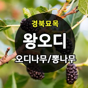 [경북농원] 왕오디/설탕왕오디 나무묘목 신품종판매, 왕오디나무묘목   상묘, 1개