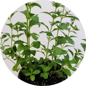 스테비아 stevia 설탕초 화분묘 포트화분 허브 야생화 3포트묶음, 1개