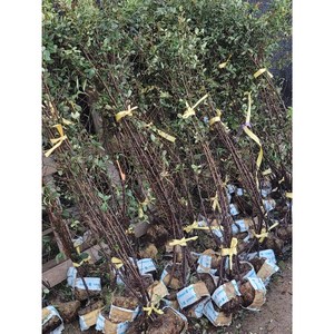 [해찬농원] 피라칸타나무 묘목 피라칸타스 최소주문수량5주