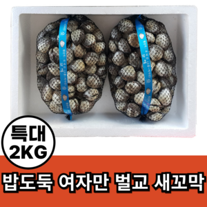 밥도독 여자만 벌교 새꼬막, 1개, 특대2kg