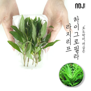 [ADJ] 로도박터 첨가! 하이그로필라 라지리프 10촉 아기 물고기 새우 은신처 수초!, 1개