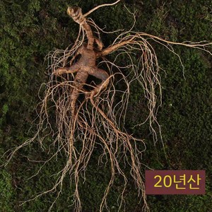 백두산 25년산 장뇌삼 임하삼 산양삼 대물장뇌삼 70g/뿌리 1뿌리, 1개