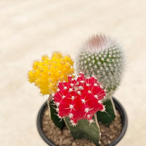 비모란 선인장 3색 세트 소형 다육이 선인장 비목단, 1개