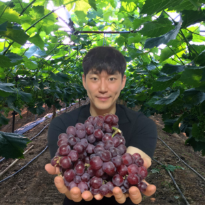 코튼 캔디 하트 포도 솜사탕 씨없는 포도 3kg 2kg 1kg, 1kg (1봉지)