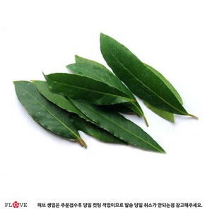 플러브 월계수 생잎 (10g), 1개