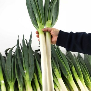 온세로 수입 대파 10kg [원산지:중국산] 파, 1박스