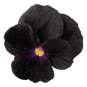 비올라 솔벳 블랙딜라이트(종자 꽃씨앗 / 10립)Sobet® Black Delight Viola