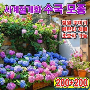 [업그레이드된 씨앗!!!] 수국 모종 사계절 개화 수국꽃 씨앗 봄파종 꽃씨앗 가든플라워, 400개