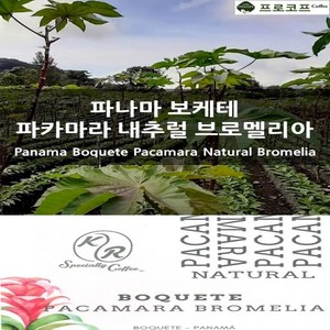 (커피생두) 파나마 보케테 파카마라 내추럴 브로멜리아, 500g, 1개