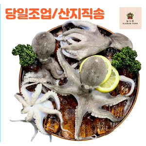 [농수팜] 국내산 쭈꾸미 생물 국산 쭈꾸미 (9~15미내외) 산지직송 자연산, 1개, 1kg