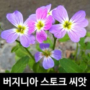 버지니아 스토크 씨앗 꽃무 스톡 종자 꽃씨 40-60알, 1개