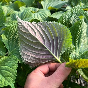 엄지척농산물] 국내산 밀양 깻잎(찹찹이), 1개, 500g
